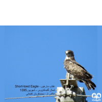 گونه عقاب مارخور Short-toed Eagle